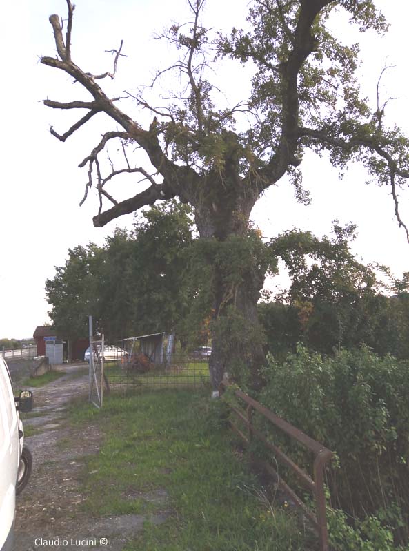 QUERCIONE DI RIGOMAGNO 4